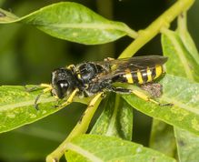 Gravehveps eGravehveps ectemnius ruficornis